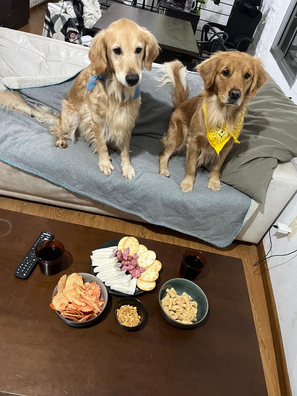 Perritas en la previa del partido de Uruguay-Bolivia